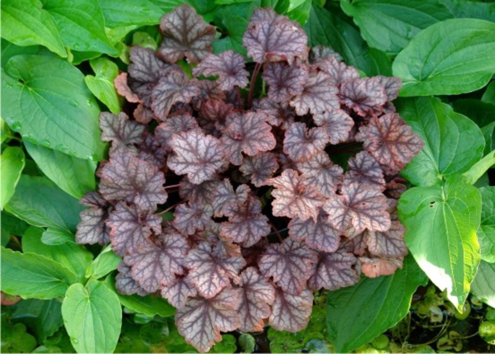 Гейхера Нептун (Heuchera 'Neptun')