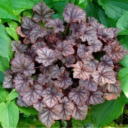 Гейхера Нептун (Heuchera 'Neptun')