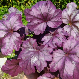 Гейхера Плам Роял (Heuchera 'Plum Royal')