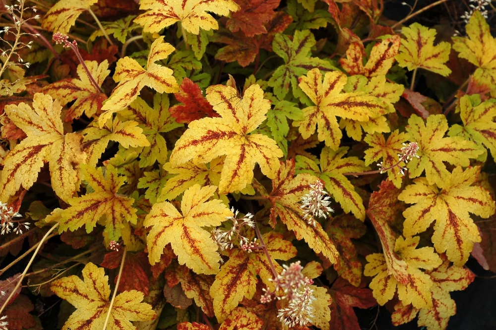 Гейхерелла Санрайз Фоллс (x Heucherella 'Sunrise Falls')