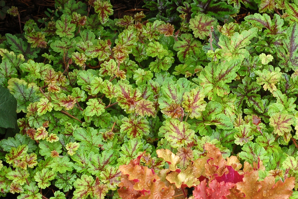 Гейхерелла Хэппи Трейлс (x Heucherella 'Happy Trails')