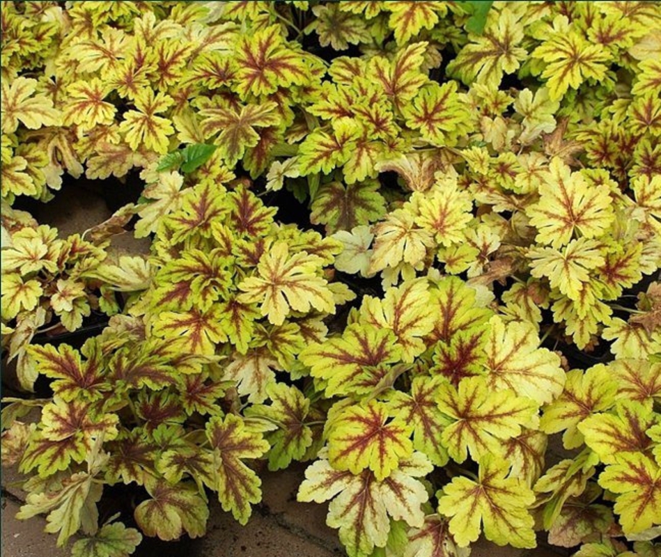 Гейхерелла Голден Зебра (x Heucherella 'Golden Zebra')