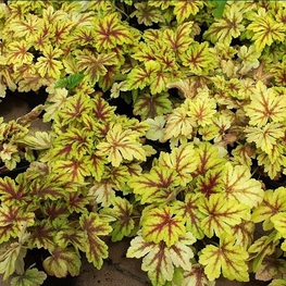 Гейхерелла Голден Зебра (x Heucherella 'Golden Zebra')