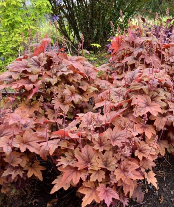 Гейхерелла Свит Ти (x Heucherella 'Sweet Tea')