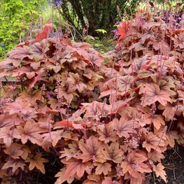 Гейхерелла Свит Ти (x Heucherella 'Sweet Tea')