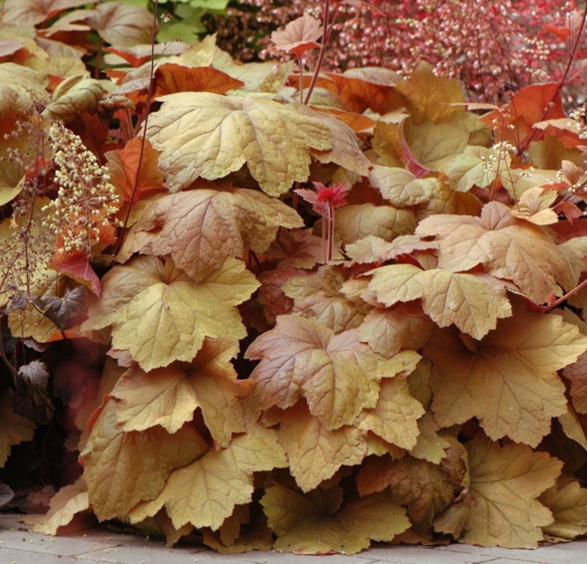 Гейхера Саузерн Комфорт (Heuchera 'Southern Comfort')