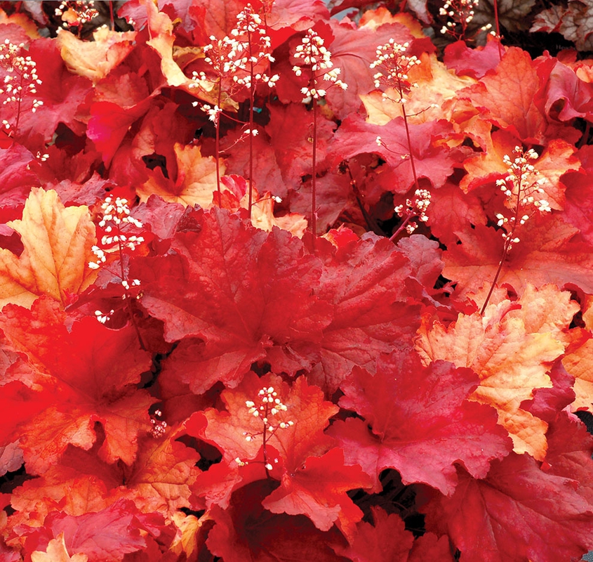 Гейхера Рио (Heuchera 'Rio')