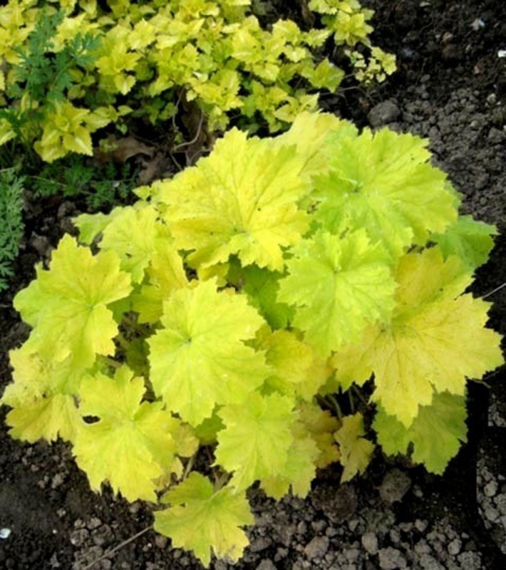 Гейхера Писташ (Heuchera 'Pistache')