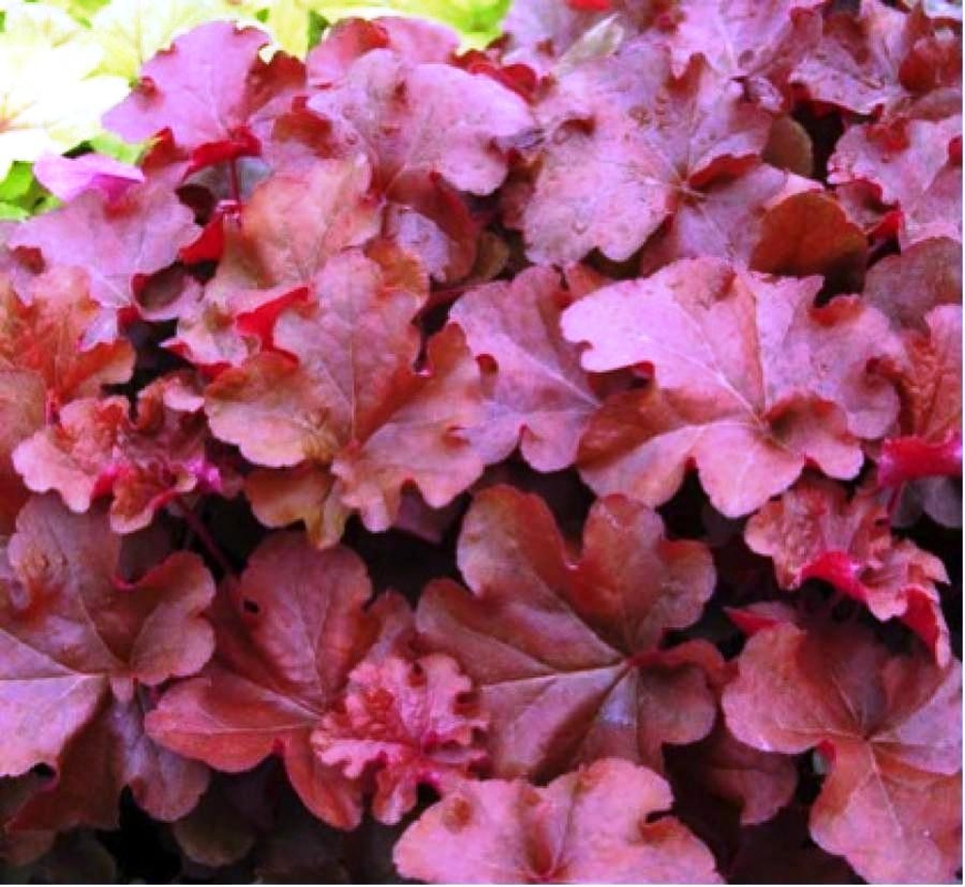 Гейхера Махогани (Heuchera 'Mahogany')