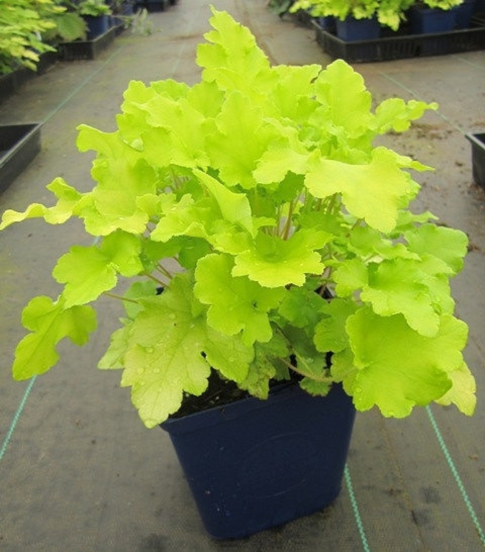 Гейхера Лайм Мармелад (Heuchera 'Lime Marmalade')