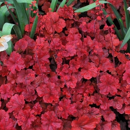 Гейхера Черри Кола (Heuchera 'Cherry Cola')