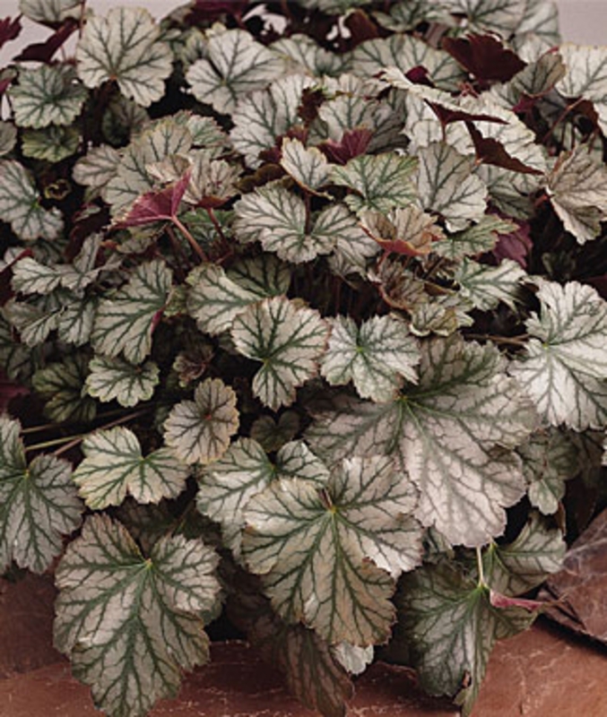 Гейхера Харвест Бургунди (Heuchera 'Harvest Burgundy')