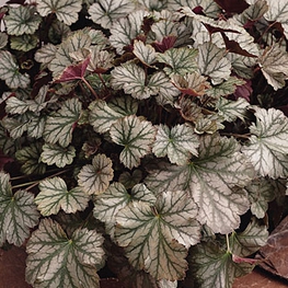 Гейхера Харвест Бургунди (Heuchera 'Harvest Burgundy')