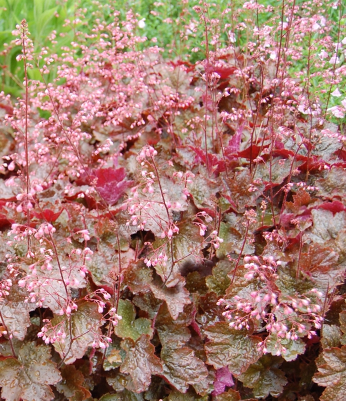 Гейхера Рейчел (Heuchera 'Rachel')
