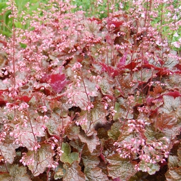 Гейхера Рейчел (Heuchera 'Rachel')