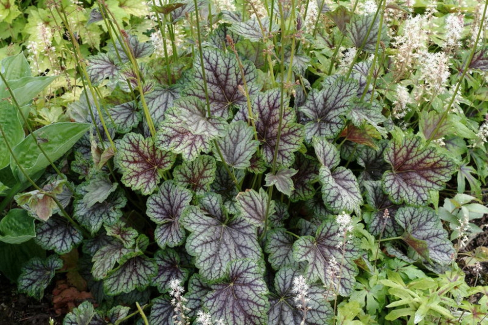 Гейхера американская Американа (Heuchera americana 'Americana')