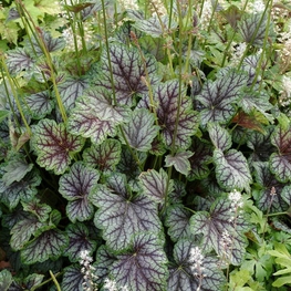 Гейхера американская Американа (Heuchera americana 'Americana')