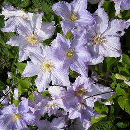 Клематис Блю Энджел (Clematis 'Blue Angel')