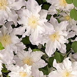 Клематис Матка Седлиска (Clematis 'Matka Siedliska')