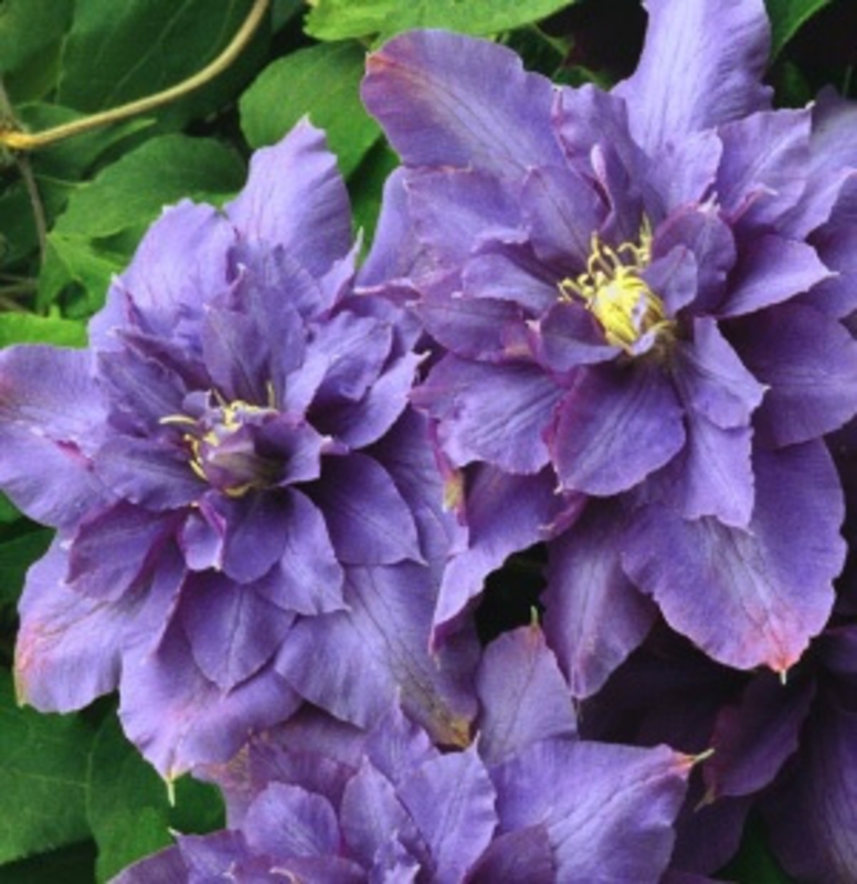 Клематис крупноцветковый Вивьен Пеннелл (Clematis 'Vyvyan Pennell')