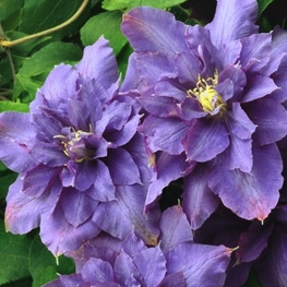 Клематис крупноцветковый Вивьен Пеннелл (Clematis 'Vyvyan Pennell')