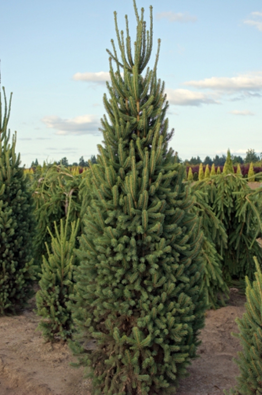 Ель обыкновенная Купрессина (Picea abies 'Cupressina')