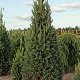 Ель обыкновенная Купрессина (Picea abies 'Cupressina')
