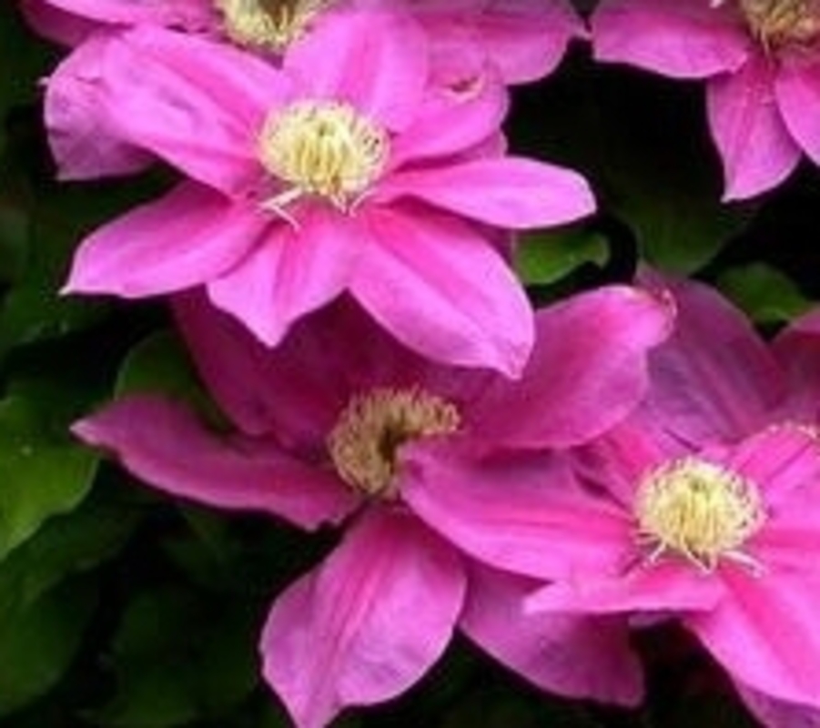 Клематис крупноцветковый Вино (Clematis 'Vino')