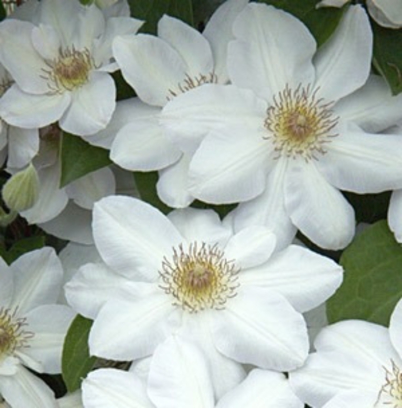 Клематис крупноцветковый Ежи Попелушко (Clematis 'Jerzy Popieluszko')