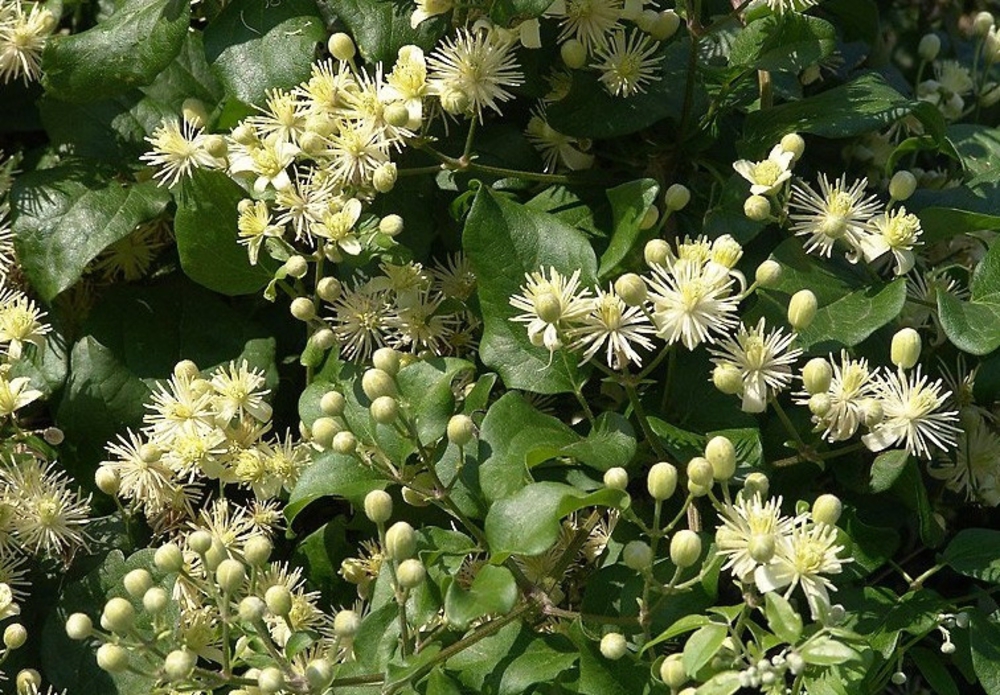 Клематис виноградолистный (Clematis vitalba)