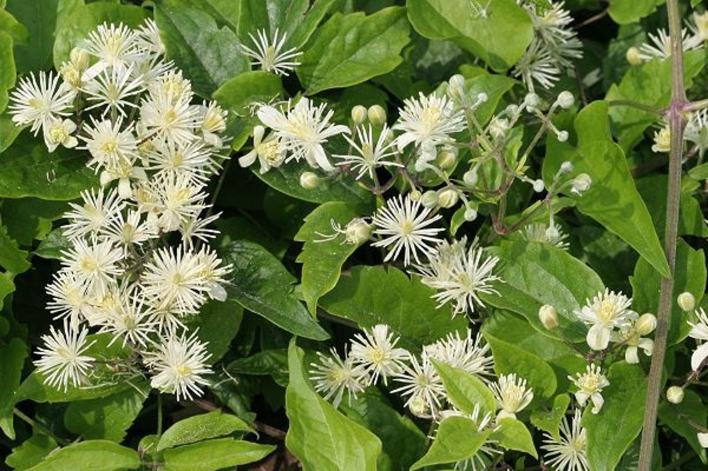 Клематис жгучий (Clematis flammula)