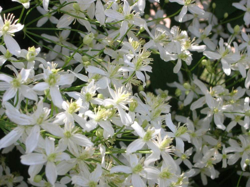 Клематис маньчжурский (Clematis manshurica)