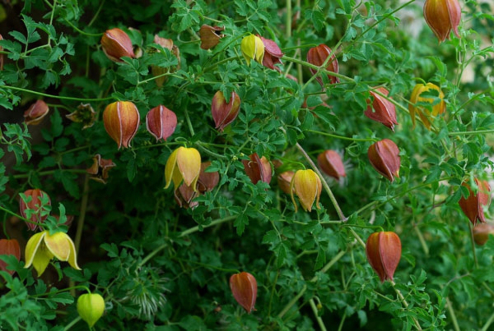 Клематис тангутский (Clematis tangutica)