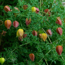Клематис тангутский (Clematis tangutica)
