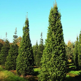 Ель обыкновенная Колумнарис (Picea abies 'Columnaris')