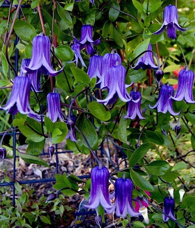 Клематис цельнолистный (Clematis integrifolia)