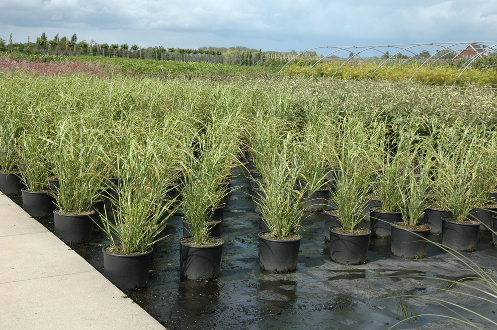 Мискантус китайский (Miscanthus sinensis)