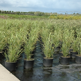 Мискантус китайский (Miscanthus sinensis)