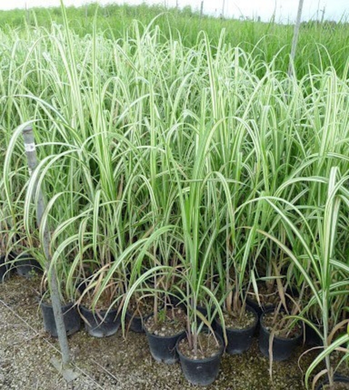Мискантус китайский Кабаре (Miscanthus sinensis 'Cabaret')