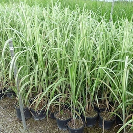 Мискантус китайский Кабаре (Miscanthus sinensis 'Cabaret')