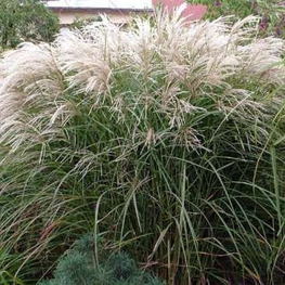 Мискантус китайский Кляйн Зильбешпине (Miscanthus sinensis 'Kleine Silberspinne')
