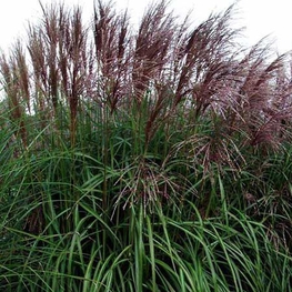 Мискантус китайский Малепартус (Miscanthus sinensis 'Malepartus')