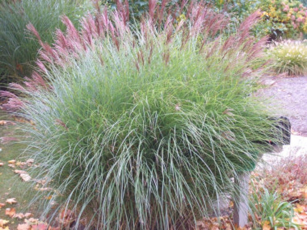 Мискантус китайский Морнинг Лайт (Miscanthus sinensis 'Morning Light')