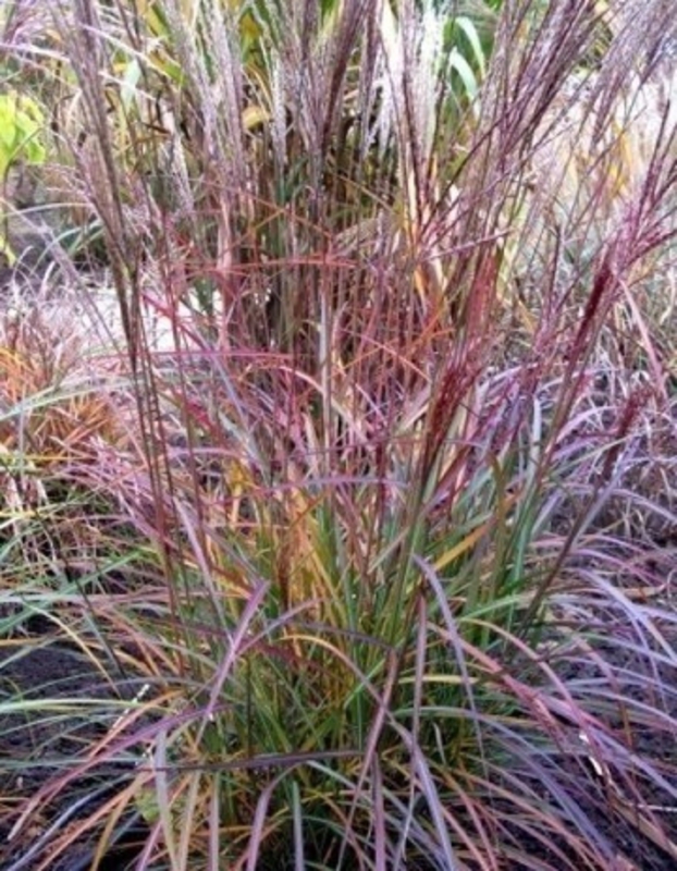 Мискантус китайский Пёрпл Фолл (Miscanthus sinensis 'Purple Fall')