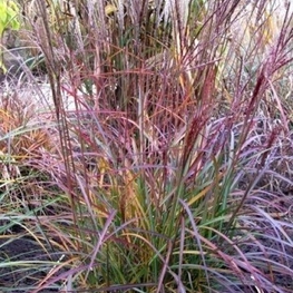Мискантус китайский Пёрпл Фолл (Miscanthus sinensis 'Purple Fall')