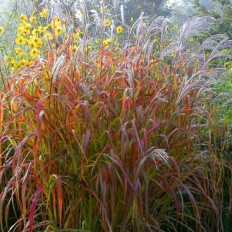 Мискантус китайский Пурпурасценс (Miscanthus sinensis 'Purpurascens')