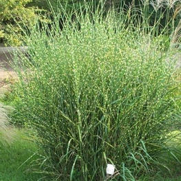 Мискантус китайский Стриктус (Miscanthus sinensis 'Strictus')