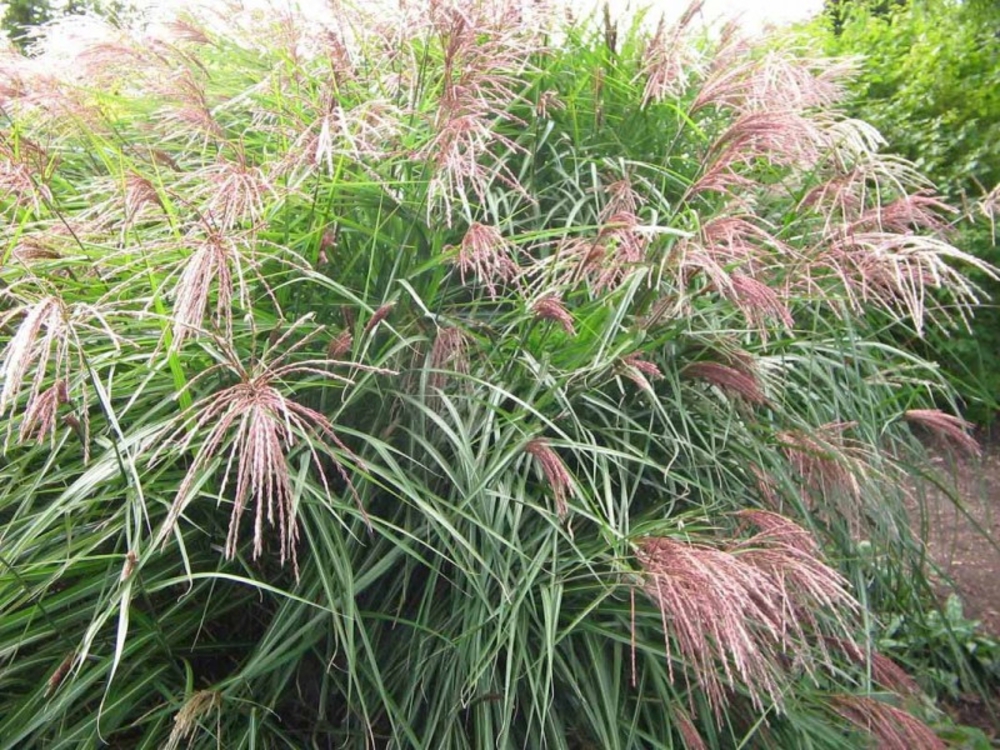 Мискантус китайский Фернер Остен (Miscanthus sinensis 'Ferner Osten')