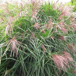 Мискантус китайский Фернер Остен (Miscanthus sinensis 'Ferner Osten')