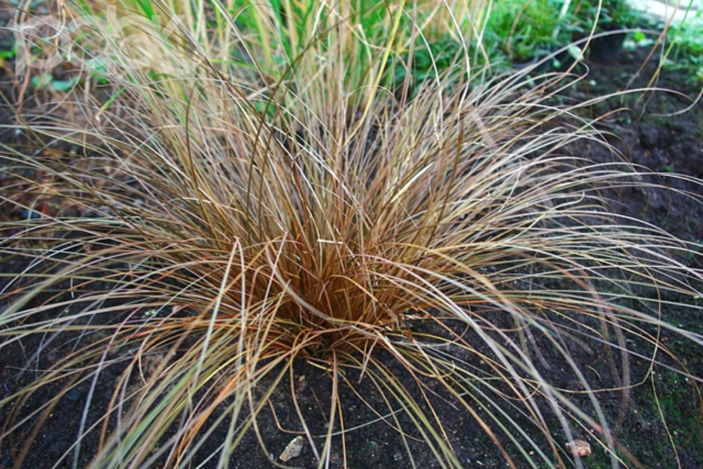 Осока косматая Бронз Форм (Carex comans 'Bronze Form')